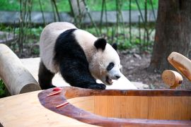 Tengok tingkah menggemaskan panda raksasa di Kebun Binatang Chongqing