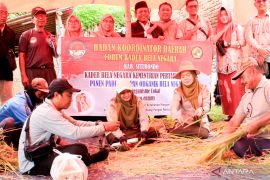 FKBN Situbondo tanam padi metode semi-organik hasilkan 7,5 ton/ha
