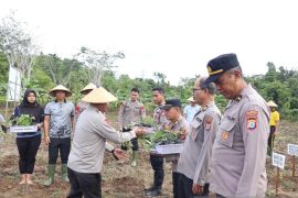 Polda PBD tanam 500 umbian uwi ungu untuk lestarikan pangan lokal