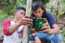 BKSDA Sumbar pasang enam kamera treap pantau harimau di Agam