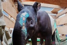 BKSDA Sumbar tangkap pelaku perdagangan satwa dilindungi di Pasaman