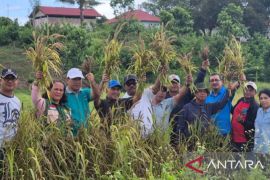 Distan Maluku kembangkan hotong sebagai pangan alternatif bernutrisi tinggi