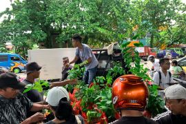 MCC bagi 1.350 anakan pohon produktif perkuat ketahanan iklim di pulau-pulau Maluku