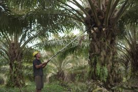 Kementan perkuat hilirisasi sawit sebagai andalan RI di pasar global