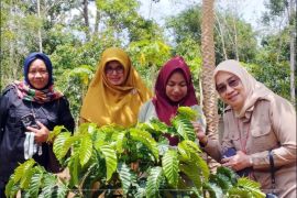 Kalsel gencarkan BANGKODIN, perkuat pengembangan kopi berbasis diversifikasi terintegrasi