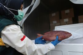 Ikan angoli dan kerapu Kepri tembus pasar Australia, ekspor perdana capai ratusan Juta