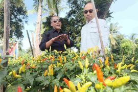 Petani Lombok Utara binaan BI NTB panen cabai rawit, perkuat stabilitas harga