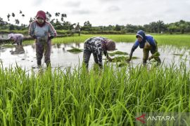 Indonesia to fast-track protected rice field program from March 2026
