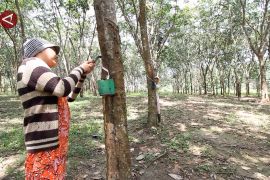Bangsibun Bekaret perkuat sektor karet Kalsel secara berkelanjutan