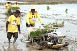 Cetak sawah rakyat, Papua targetkan 4.000 hektare