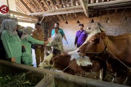 Cegah penyebaran PMK, Dispangtan Kota Malang vaksinasi 1.000 sapi