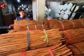 Geliat rempah kulit kayu manis dari daerah terdampak bencana di Agam
