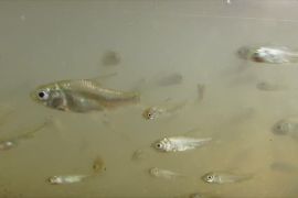 Lestari ikan lokal! Warga Jember lepas 6.000 ekor ikan tawes ke sungai