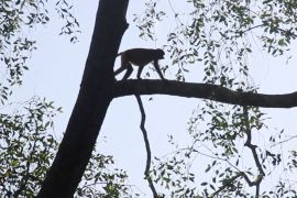 Menyusuri Sungai Hitam Samboja habitat alami Bekantan Kalimantan