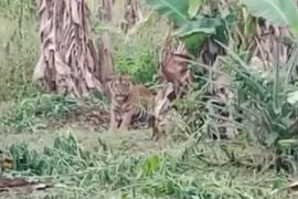 BKSDA Sumbar pantau keberadaan harimau Sumatera melalui kamera jebak