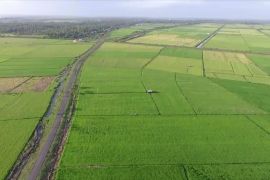 Bulog targetkan serap 27 ribu ton beras petani Merauke