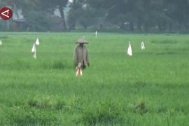 Sulsel cetak 33.700 hektare sawah baru pada 2026