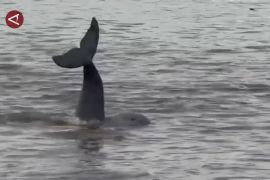 Wilayah konservasi diperluas, populasi Pesut Mahakam bertambah