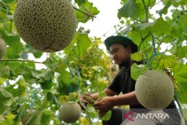 Jepang kembangkan melon yang bisa matang sesuai permintaan