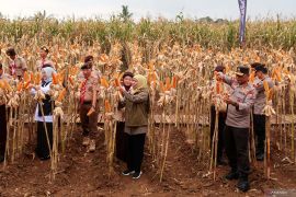 Panen raya jagung di Banyuwangi