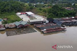 Pemprov Kaltim bina kampung budidaya ikan nila Kutai Kartanegara