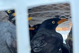 Karantina Lampung sita 111 burung dilindungi dari peredaran gelap