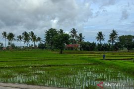 BPS: NTP NTT turun 0,19 persen pada Februari 2026