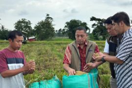 Bulog Lampung pastikan kelancaran penyerapan gabah petani saat Ramadhan