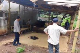 Resahkan Warga Selaawi, Polisi Bongkar Paksa Arena Judi Sabung Ayam di Garut