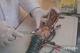 BKHIT Maluku uji laboratorium lobster antisipasi virus bintik putih