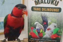 BKSDA Maluku amankan Nuri Kepala Hitam Papua tanpa pemilik di Pelabuhan Yos Sudarso