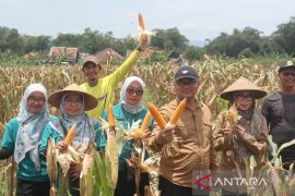 Kuningan mencatat produksi jagung capai 8.015 ton pada awal 2026