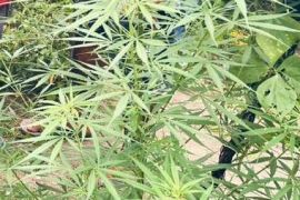 Polres Keerom amankan pemilik kebun ganja di Arso