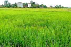 Pupuk organik limbah sawit diklaim bikin padi di Desa Bapeang lebih subur