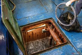 Nilai ekspor Sumbar periode Januari 2026 mencapai Rp5,2 triliun