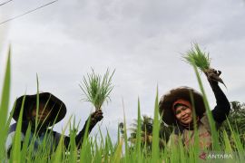 BPS catat nilai tukar petani Sumbar periode Februari capai 124,77