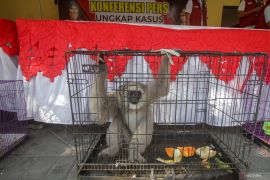 Tindak pidana perdagangan satwa dilindungi