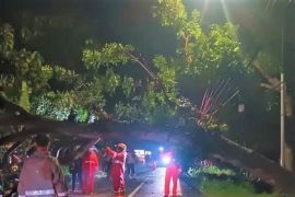 Pohon tumbang lukai dua pengendara motor di Magetan