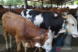 Pemkab Kudus minta peternak waspadai penyebaran virus PMK