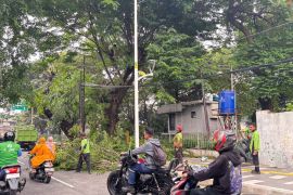 Pemkot Jakut sudah tangani 1.150 pohon rawan tumbang