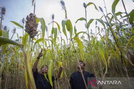 Panen raya sorgum di Plumbon Cirebon jadi bukti Jawa Barat siap guncang ketahanan pangan 2026