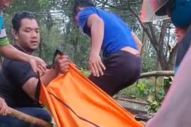 Tiga orang tewas tertimpa pohon tumbang di Batang