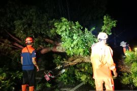 BPBD Jember: Dua orang terluka tertimpa pohon tumbang saat angin kencang