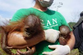 BKSDA Kaltim-CAN selamatkan orangutan dan bayi kembarnya
