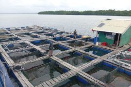 BKHIT Maluku sertifikasi ekspor 7.652 ekor kerapu tujuan Hong Kong