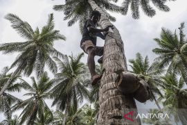 Menyulam ekonomi sirkular kelapa rakyat di desa pesisir