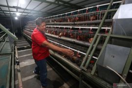 Inovasi smart kandang Telkom University Surabaya