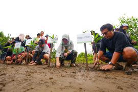 IMIP targetkan penanaman 150 Ribu Mangrove untuk serap emisi