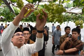 Panen anggur perdana di IPB University