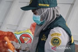 BKHIT Maluku perketat pengawasan lalu lintas komoditas tumbuhan